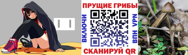 Купить  Каменка  Галлюциногенные грибы ЛСД 